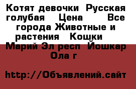 Котят девочки “Русская голубая“ › Цена ­ 0 - Все города Животные и растения » Кошки   . Марий Эл респ.,Йошкар-Ола г.